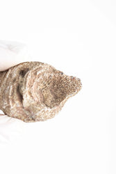 Horn Coral Fossil (ONLINE ORDER ONLY)