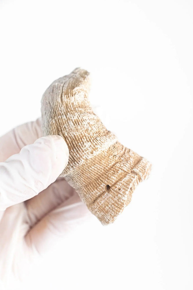 Horn Coral Fossil (ONLINE ORDER ONLY)
