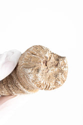 Horn Coral Fossil (ONLINE ORDER ONLY)