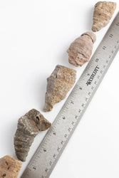 Horn Coral Fossil (ONLINE ORDER ONLY)