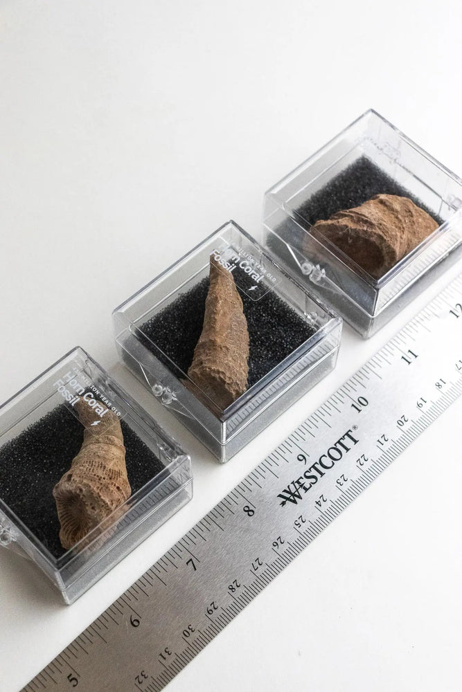 Horn Coral Fossil (ONLINE ORDER ONLY)