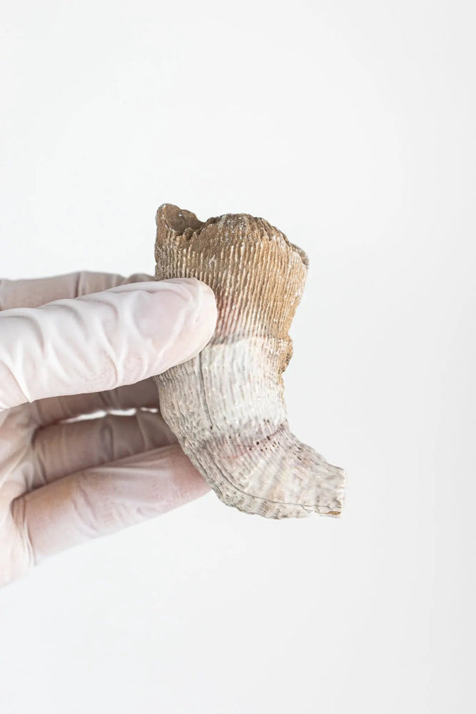 Horn Coral Fossil (ONLINE ORDER ONLY)