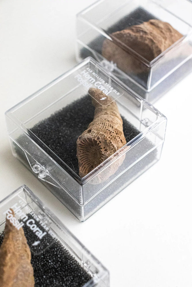 Horn Coral Fossil (ONLINE ORDER ONLY)