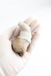 Horn Coral Fossil (ONLINE ORDER ONLY)