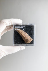 Horn Coral Fossil (ONLINE ORDER ONLY)