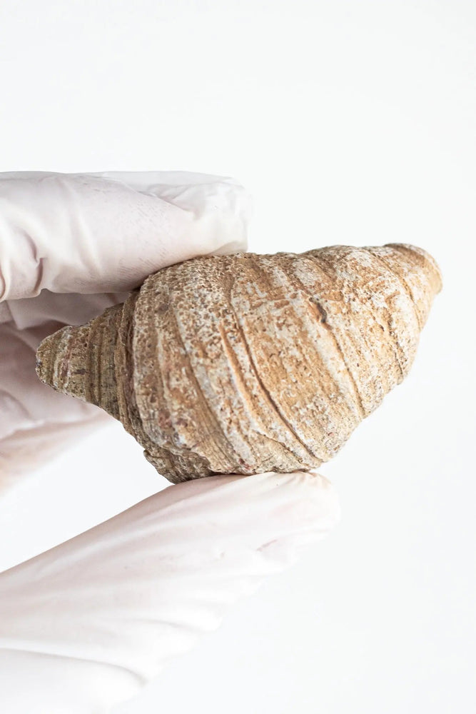 Horn Coral Fossil (ONLINE ORDER ONLY)