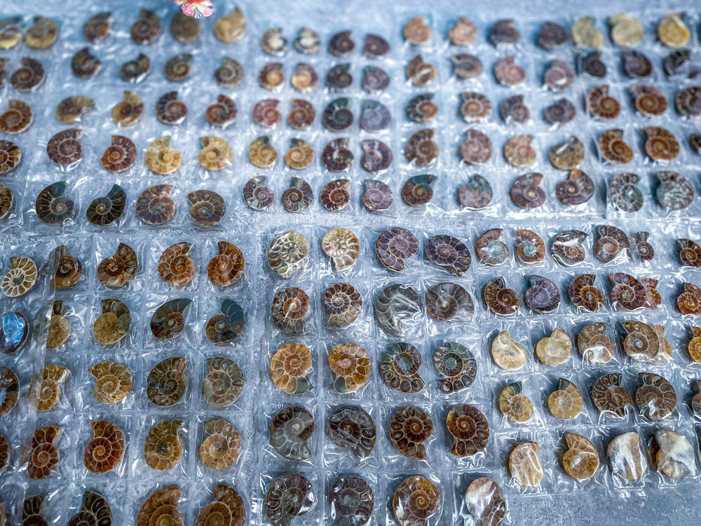 BULK Rainbow Ammonite Fossil Pairs (ONLINE ORDER ONLY)