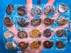 BULK Rainbow Ammonite Fossil Pairs (ONLINE ORDER ONLY)