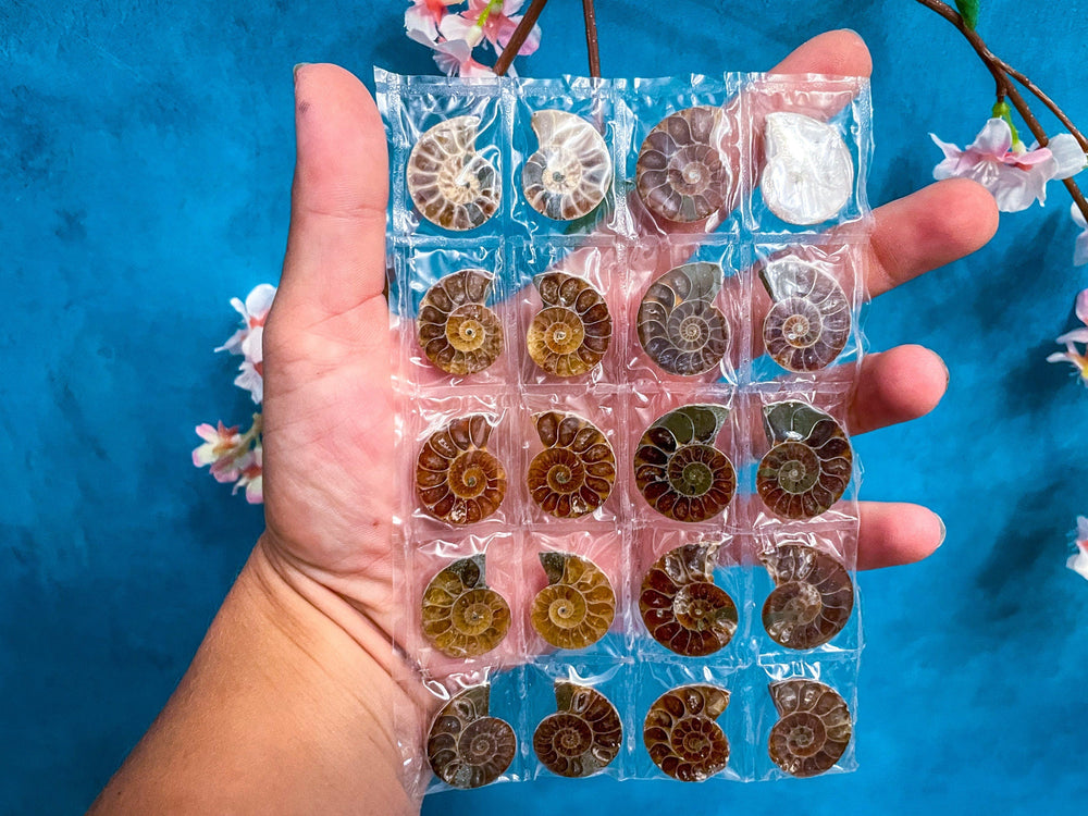 BULK Rainbow Ammonite Fossil Pairs (ONLINE ORDER ONLY)
