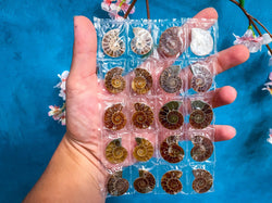 BULK Rainbow Ammonite Fossil Pairs (ONLINE ORDER ONLY)