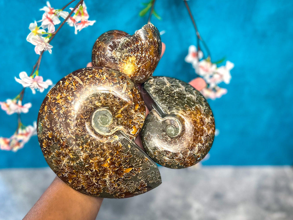 Polished Ammonite Fossils (ONLINE ORDER ONLY)