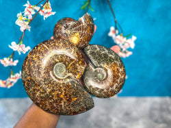 Polished Ammonite Fossils (ONLINE ORDER ONLY)