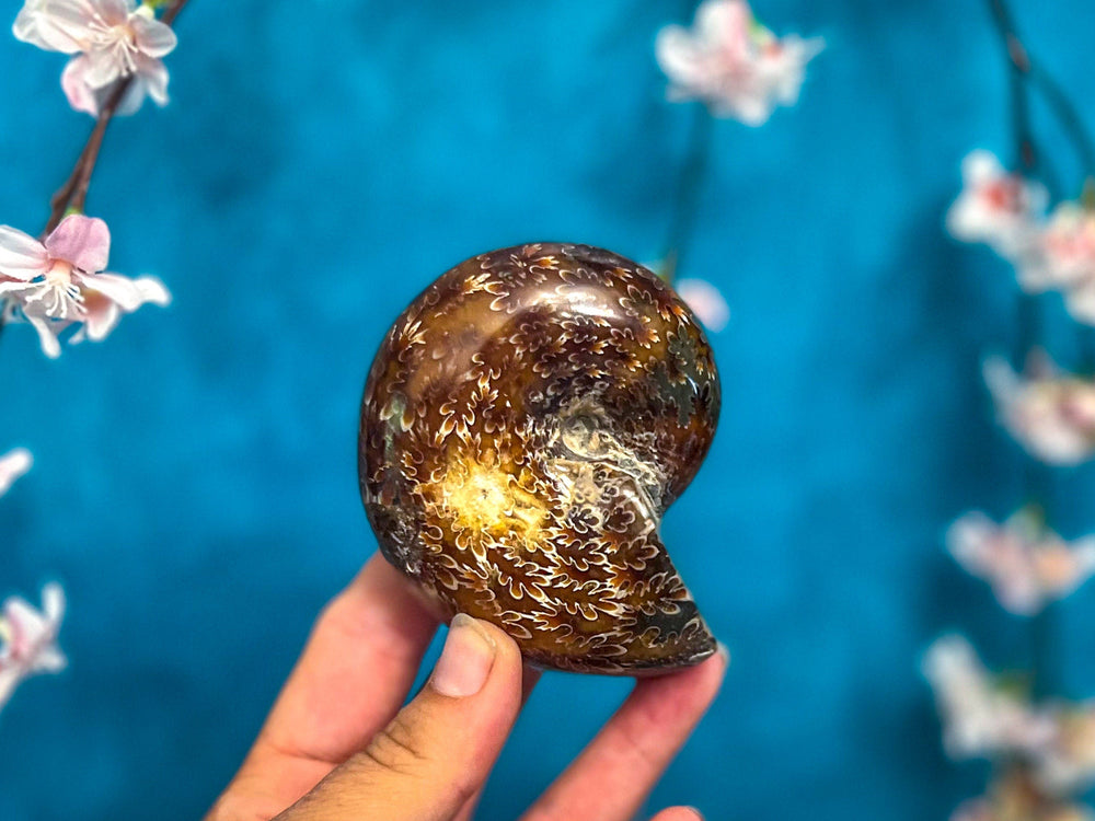 Polished Ammonite Fossils (ONLINE ORDER ONLY)