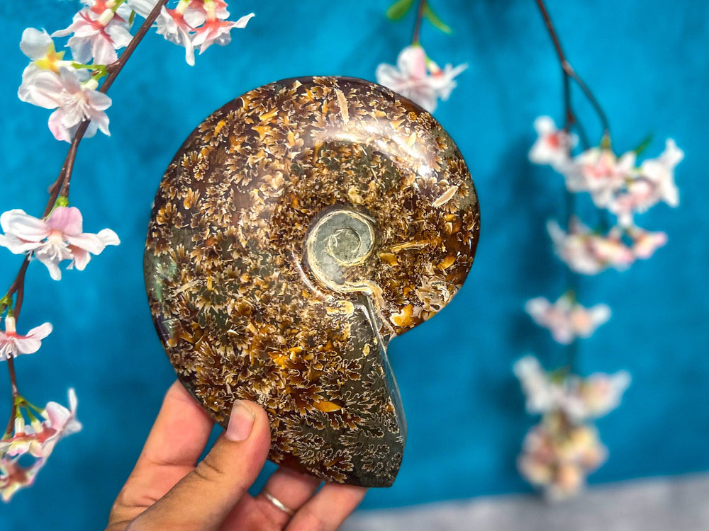 Polished Ammonite Fossils (ONLINE ORDER ONLY)