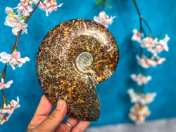 Polished Ammonite Fossils (ONLINE ORDER ONLY)
