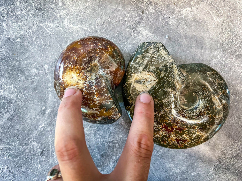 Polished Ammonite Fossils (ONLINE ORDER ONLY)