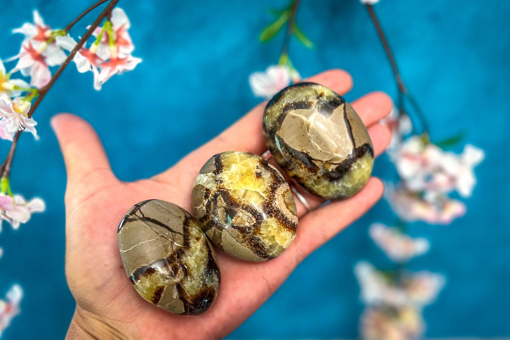 SEPTARIAN PALM STONES (ONLINE ORDER ONLY)