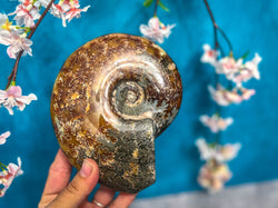 Polished Ammonite Fossils (ONLINE ORDER ONLY)
