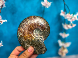 Polished Ammonite Fossils (ONLINE ORDER ONLY)