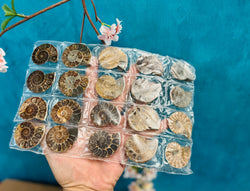 BULK Rainbow Ammonite Fossil Pairs (ONLINE ORDER ONLY)