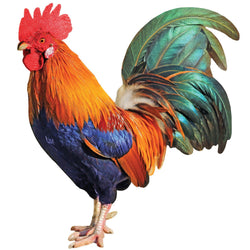 Rooster 100 Piece Shaped Jigsaw Puzzle (ONLINE ORDER ONLY)
