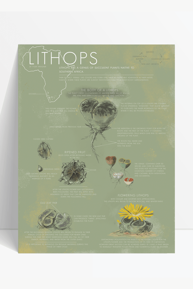 Lithops Life Cycle Chart (ONLINE ORDER ONLY)