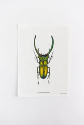 Long Horned Beetle Print (ONLINE ORDER ONLY)