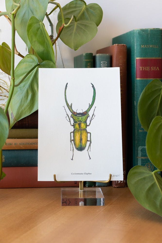 Long Horned Beetle Print (ONLINE ORDER ONLY)