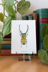 Long Horned Beetle Print (ONLINE ORDER ONLY)