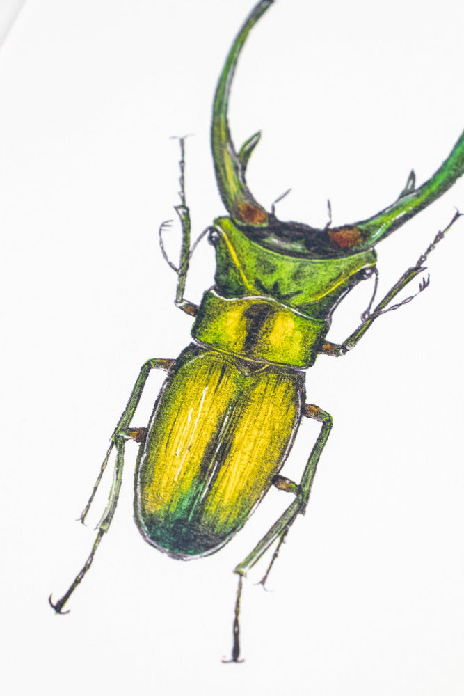 Long Horned Beetle Print (ONLINE ORDER ONLY)