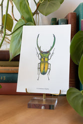 Long Horned Beetle Print (ONLINE ORDER ONLY)