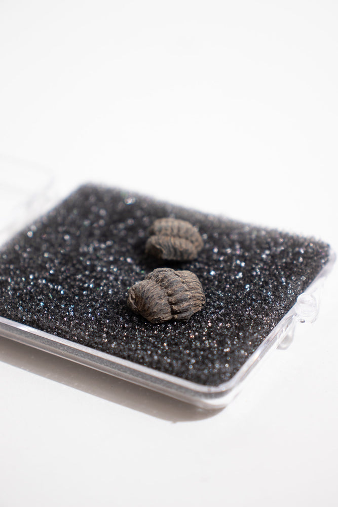 Mini Trilobites (ONLINE ORDER ONLY)
