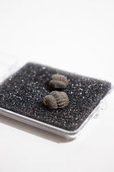 Mini Trilobites (ONLINE ORDER ONLY)