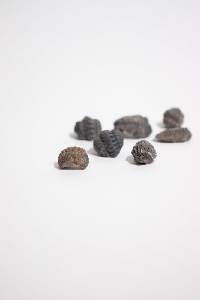Mini Trilobites (ONLINE ORDER ONLY)