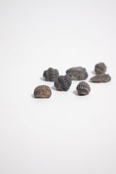 Mini Trilobites (ONLINE ORDER ONLY)