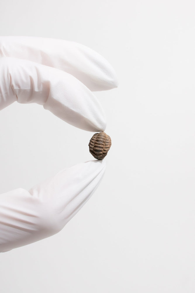 Mini Trilobites (ONLINE ORDER ONLY)