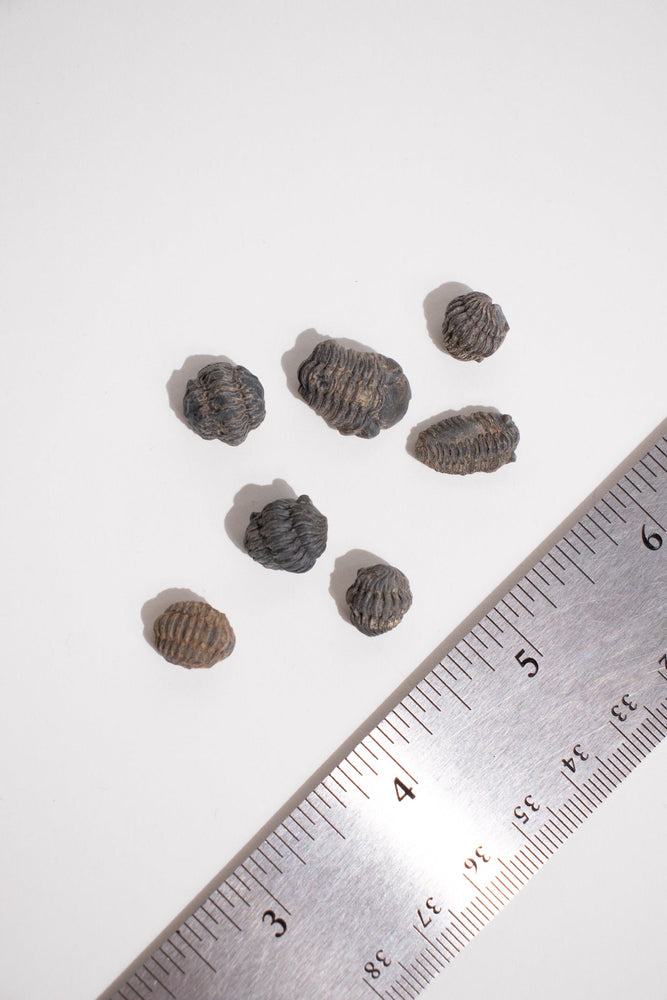 Mini Trilobites (ONLINE ORDER ONLY)