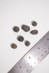 Mini Trilobites (ONLINE ORDER ONLY)