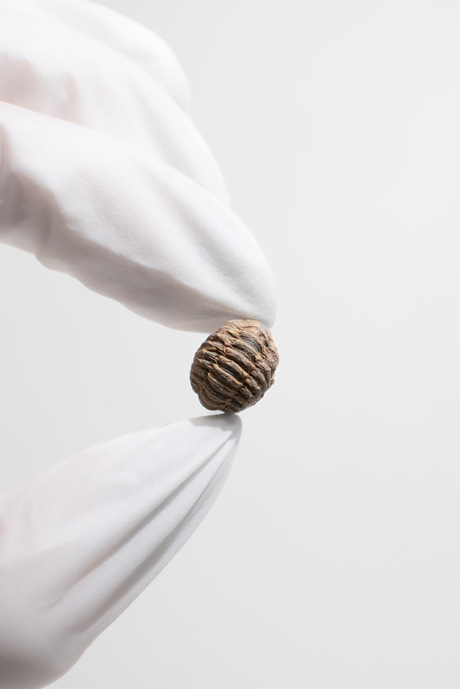 Mini Trilobites (ONLINE ORDER ONLY)