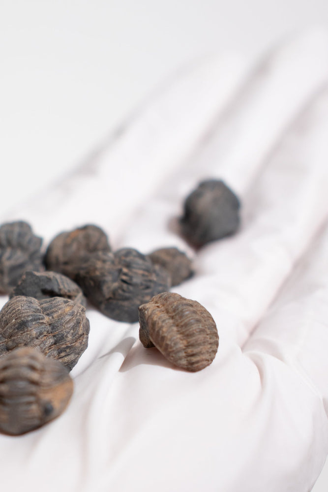 Mini Trilobites (ONLINE ORDER ONLY)