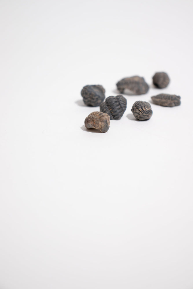 Mini Trilobites (ONLINE ORDER ONLY)