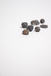 Mini Trilobites (ONLINE ORDER ONLY)