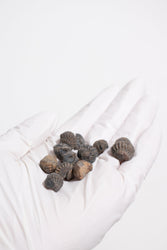 Mini Trilobites (ONLINE ORDER ONLY)