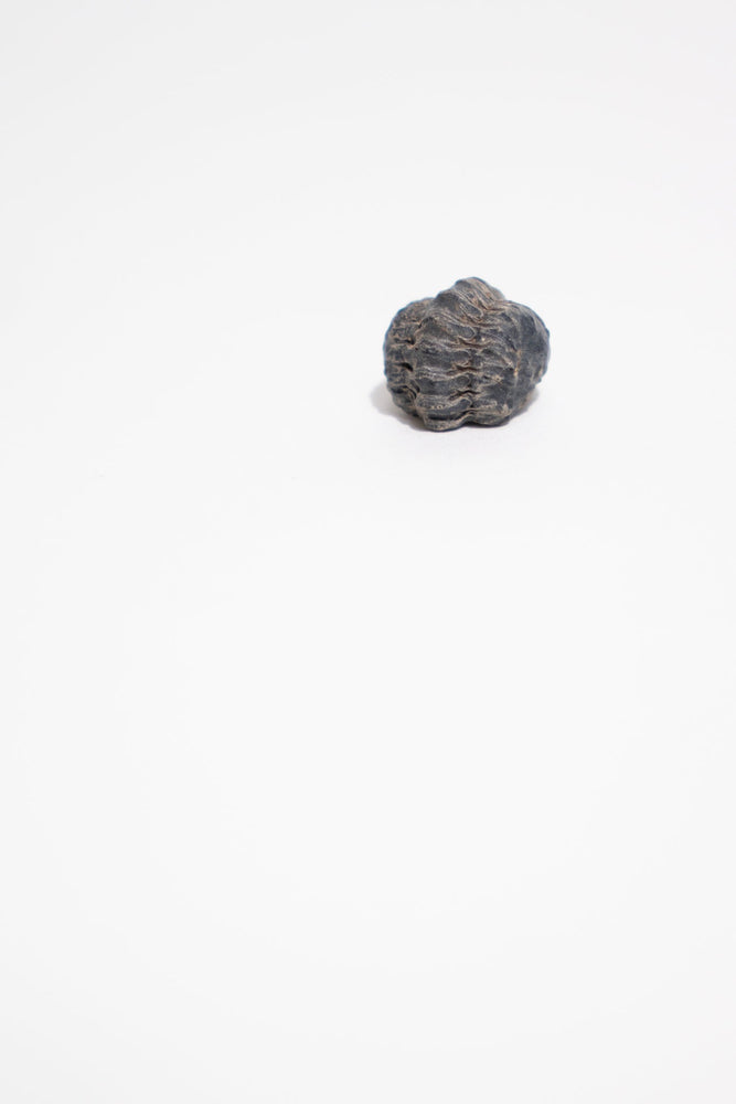 Mini Trilobites (ONLINE ORDER ONLY)