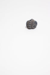 Mini Trilobites (ONLINE ORDER ONLY)