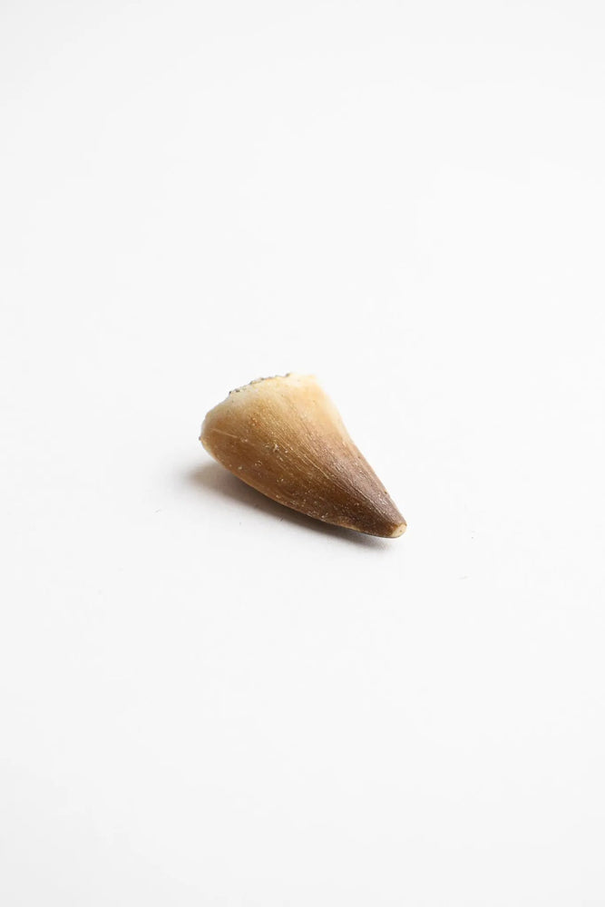 Mosasaurus Tooth (ONLINE ORDER ONLY)