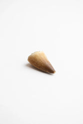 Mosasaurus Tooth (ONLINE ORDER ONLY)