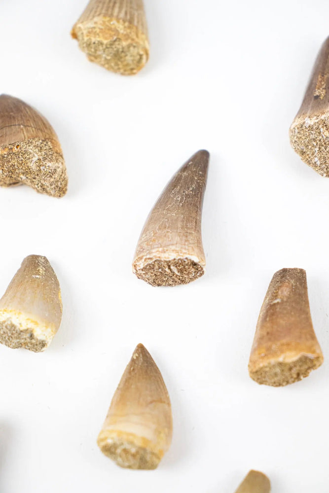 Mosasaurus Tooth (ONLINE ORDER ONLY)