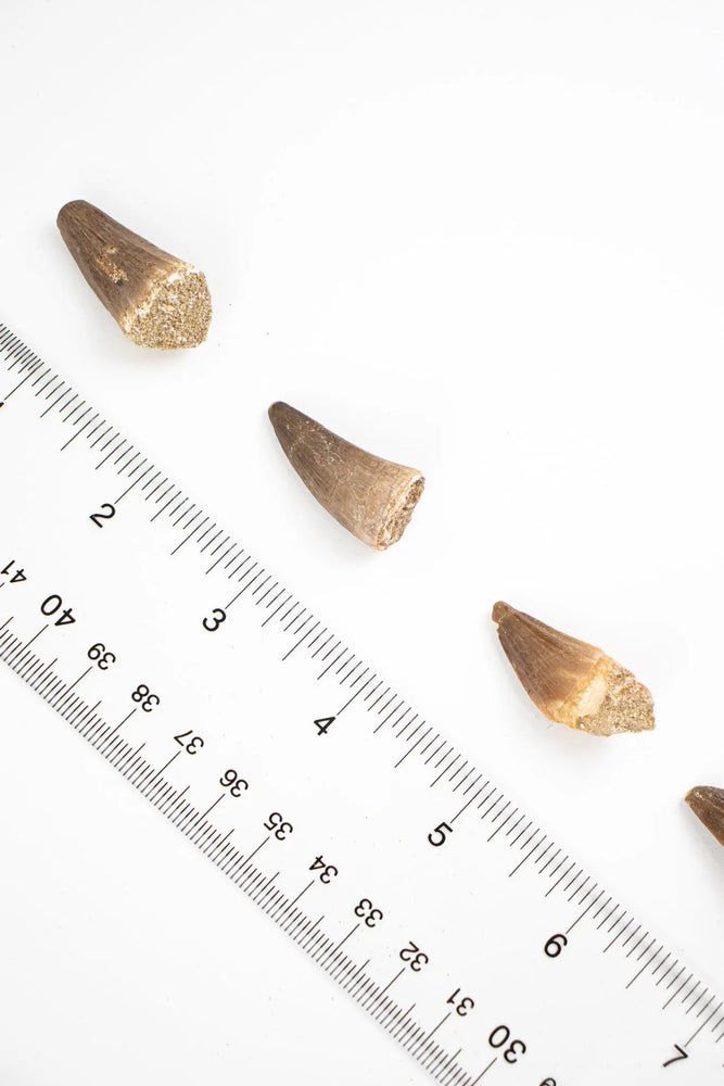 Mosasaurus Tooth (ONLINE ORDER ONLY)
