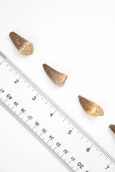 Mosasaurus Tooth (ONLINE ORDER ONLY)